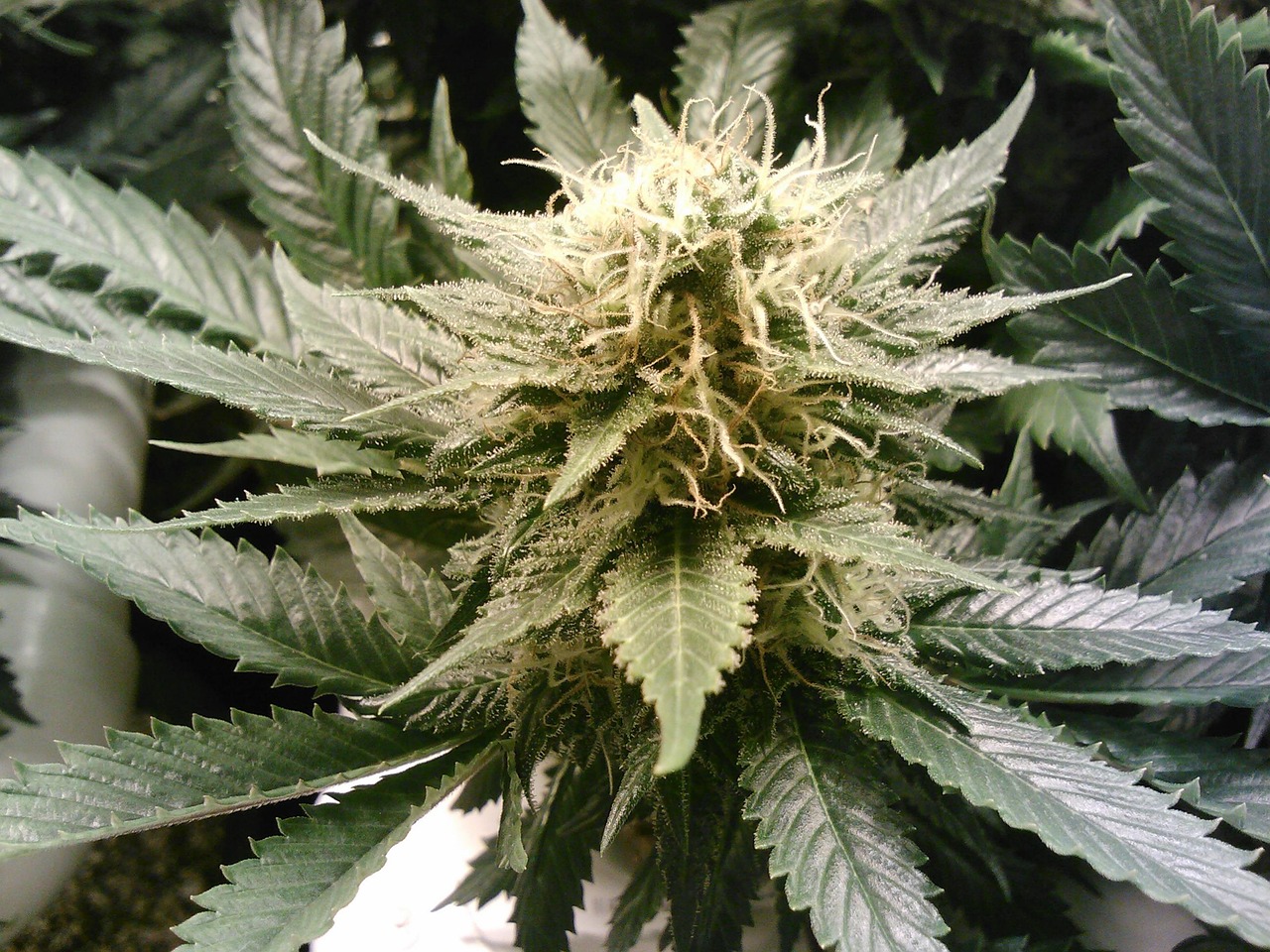 Cannabis in Prague