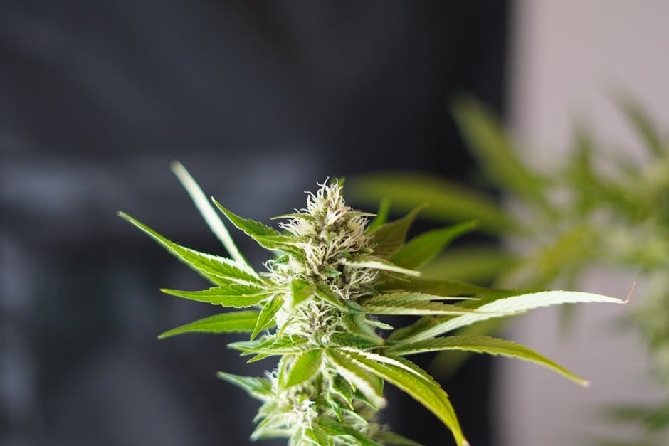Weed in Prague
