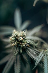 Cannabis in Prague