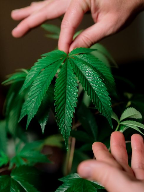 Detailed image of hands holding vibrant green cannabis leaves.