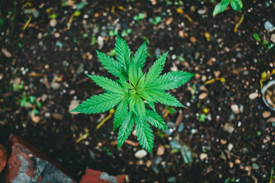 Cannabis in Prague