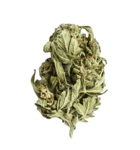 Buy marijuana with delivery in Prague